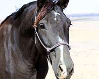 family-percheron-horse