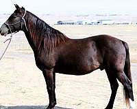 trail-percheron-horse