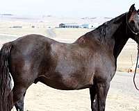 husband-safe-percheron-horse