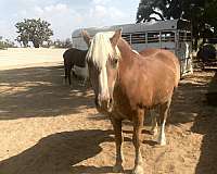 all-around-haflinger-horse