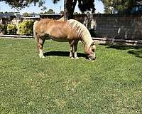 chestnut-haflinger-mare