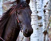 family-friesian-horse