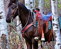 trail-friesian-horse