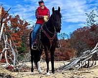 gentle-friesian-horse