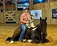 dressage-friesian-horse