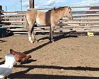 branded-fjord-horse