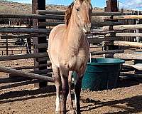 gray-fjord-horse