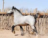 brick-house-gypsy-vanner-horse