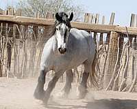 grande-gypsy-vanner-horse