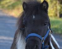 dark-brown-white-horse