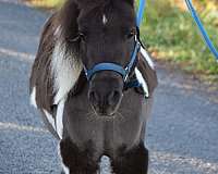 drives-miniature-horse