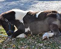 mini-miniature-horse