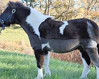 small-miniature-horse