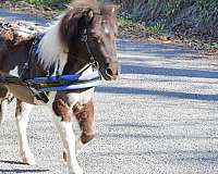 gelding-miniature-horse