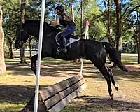 jumper-warmblood-horse