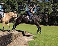 dressage-warmblood-horse