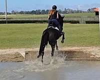 athletic-warmblood-horse