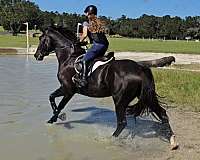 beginner-warmblood-horse