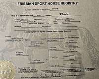 friesian-horse