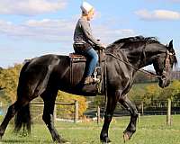 friesian-cross-horse