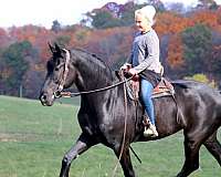 trail-riding-friesian-horse