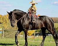 cde-driving-prospect-friesian-horse