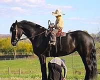 dressage-prospect-friesian-horse