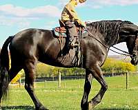 english-pleasure-friesian-horse