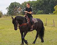 athletic-friesian-horse