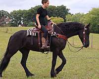 beginner-friesian-horse