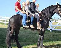 western-pleasure-friesian-horse