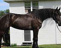 dressage-friesian-horse