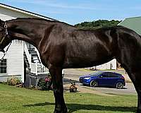 driving-friesian-horse