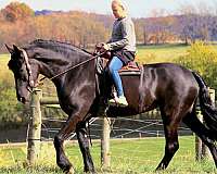 husband-safe-friesian-horse