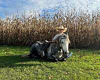 ranch-work-quarter-pony