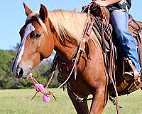 beginner-safe-quarter-horse