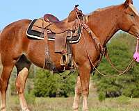 ranch-work-quarter-horse