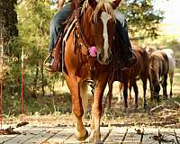 dressage-quarter-horse