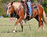 percheron-quarter-horse