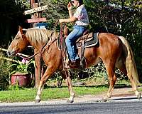 beginner-quarter-horse