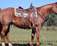 red-roan-star-rear-socks-horse