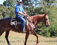 around-quarter-horse