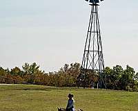 red-roan-appaloosa-horse