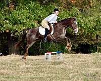 beginner-safe-quarter-horse