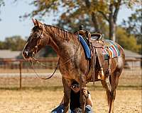 family-horse-quarter