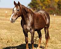 flashy-quarter-horse