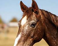 husband-safe-quarter-horse