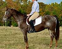 ranch-quarter-horse