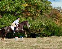 ranch-versatility-quarter-horse