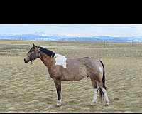 buckskin-tobiano-4-stockings-horse